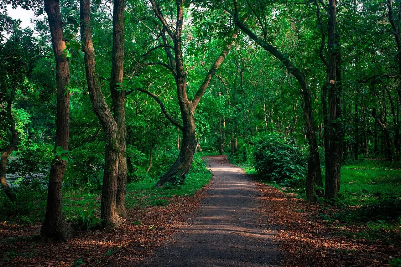 Bhawal National Park, Gazipur: A Road of Bhawal Nationa Park, Gazipur