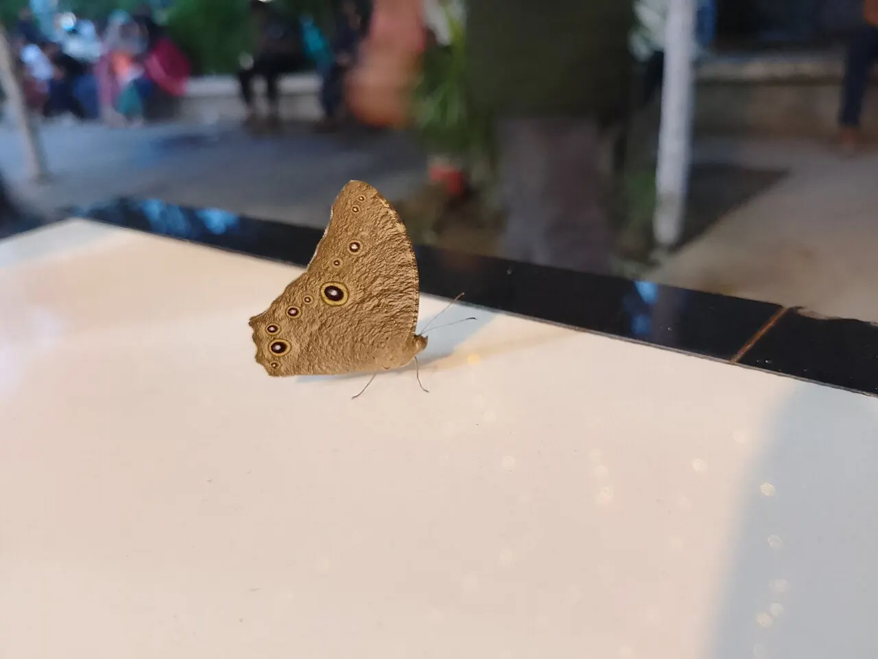 বিপ্লব উদ্যান — ছবি