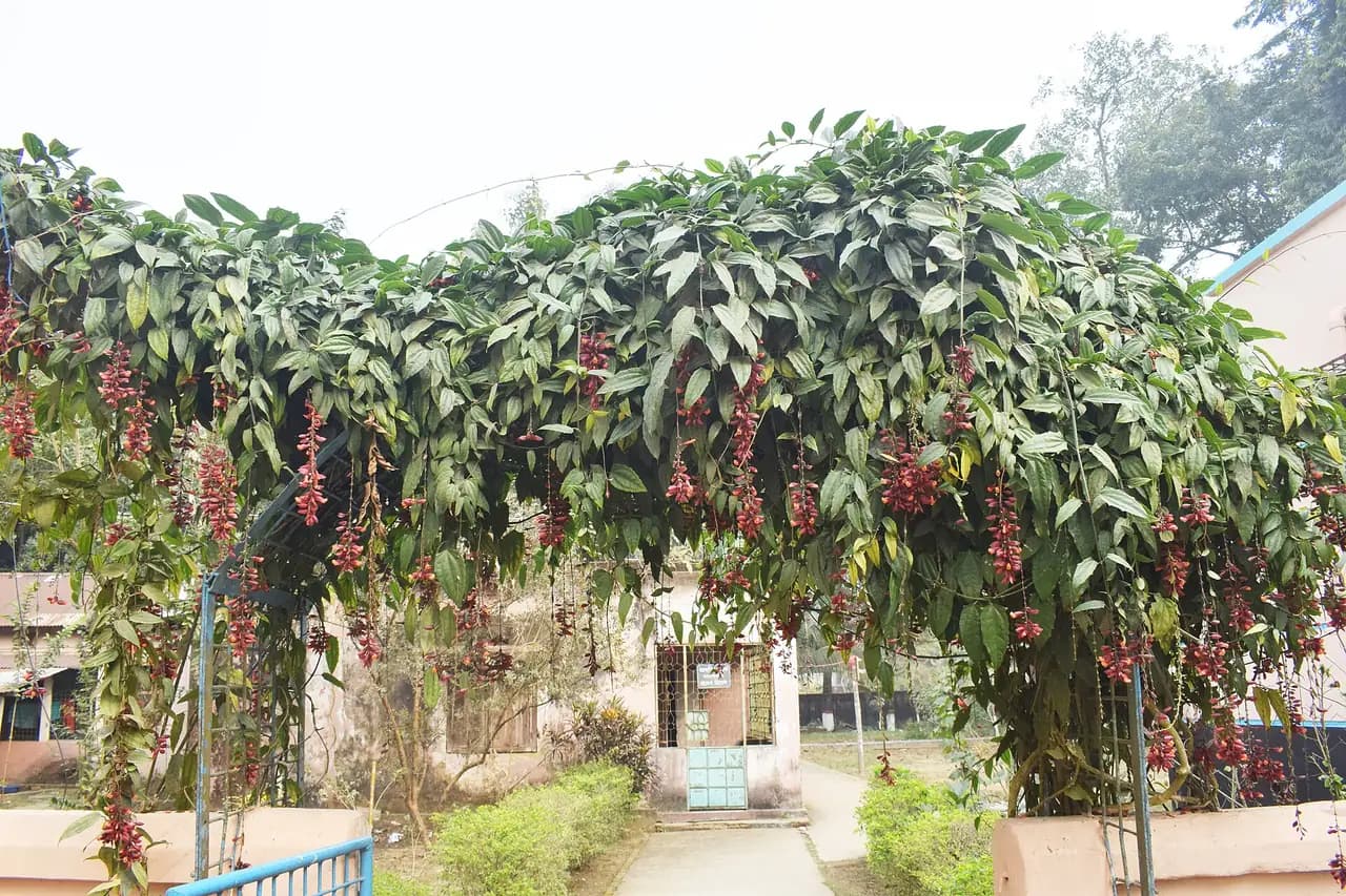 বিরিশিরি ক্ষুদ্র নৃগোষ্ঠীর কালচারাল একাডেমি, নেত্রকোণা — Thunbergia mysorensis at cultural academy of minority ethnic groups