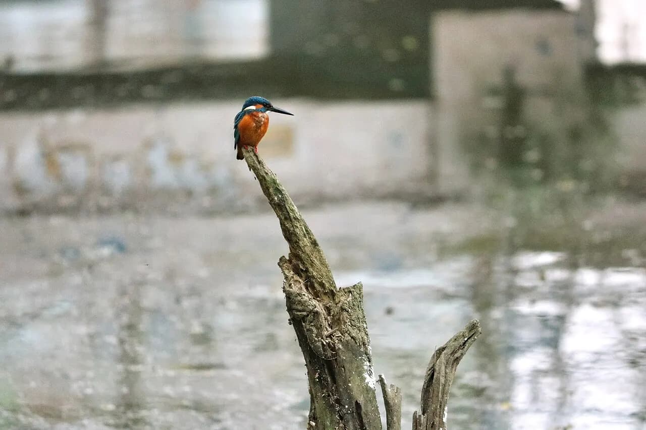 কুমিল্লা চিড়িয়াখানা ও বোটানিক্যাল গার্ডেন — ছবি