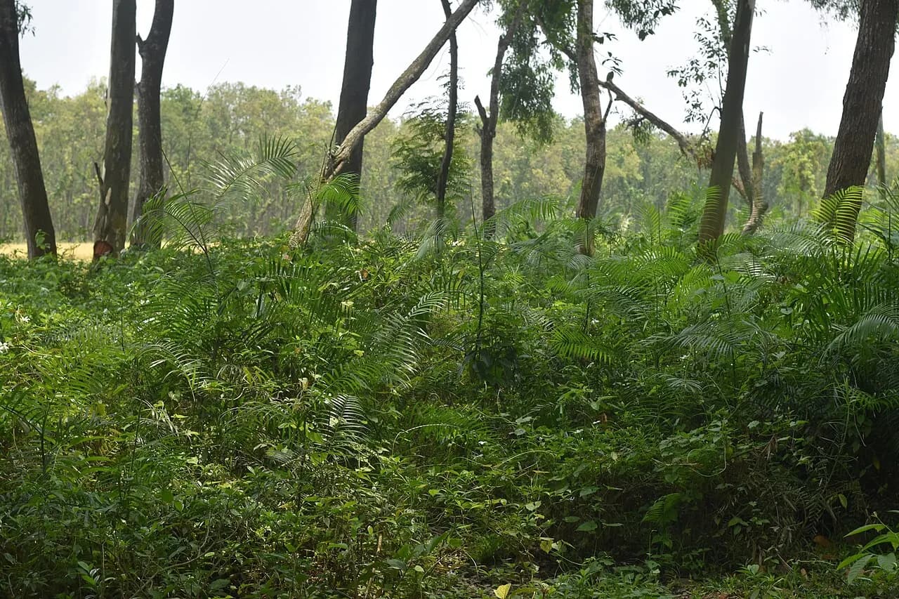 ধর্মপুর জাতীয় উদ্যান — ছবি