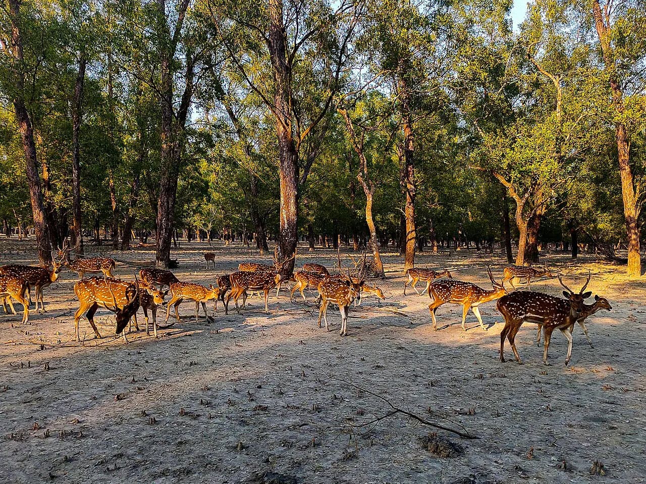 কটকা, বাগেরহাট — Katka Sanctuary