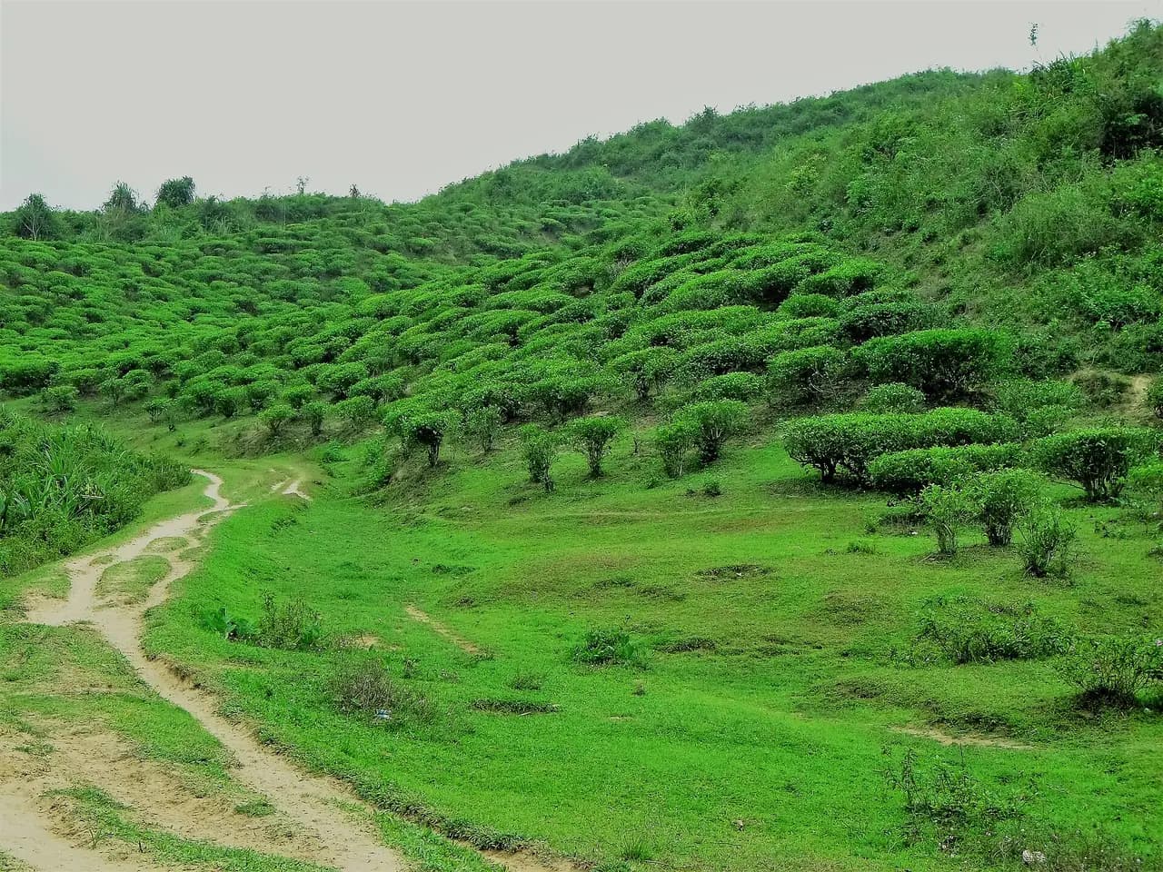খাদিমনগর জাতীয় উদ্যান, সিলেট