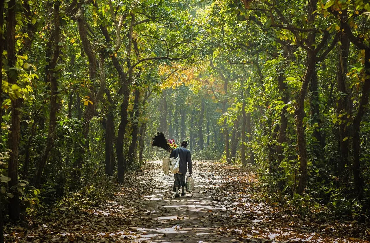 Madhupur National Park, Tangail: A The Wayfarer