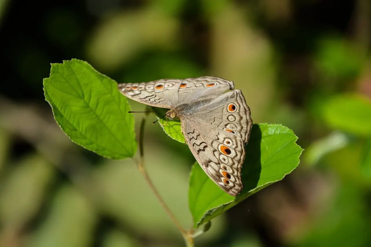 জাতীয় উদ্ভিদ উদ্যান, মিরপুর — ছবি