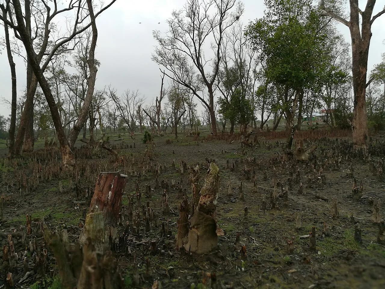 নিঝুম দ্বীপ জাতীয় উদ্যান — ছবি