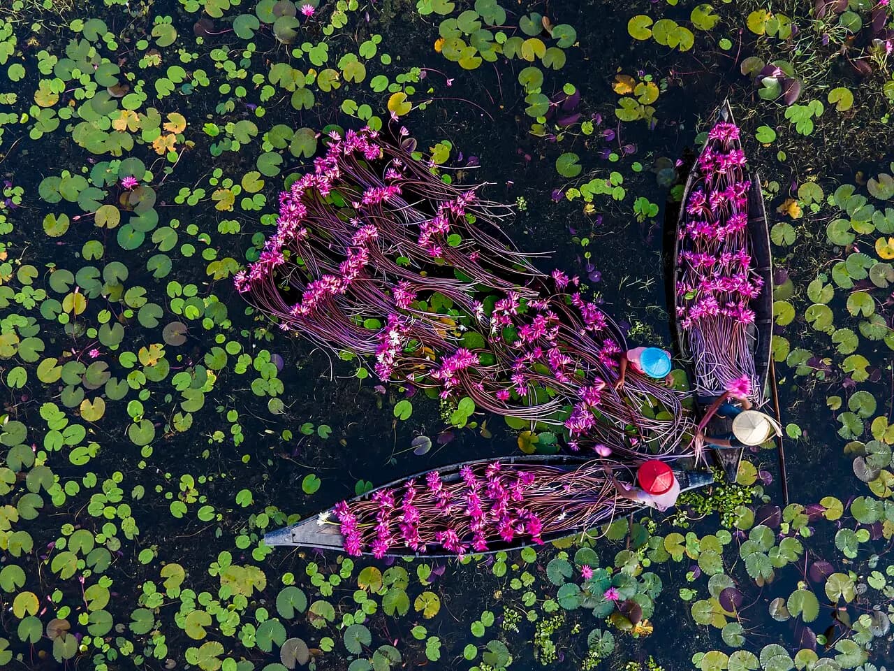সাতলার শাপলা বিল, বরিশাল — Harvesting Water lilies
