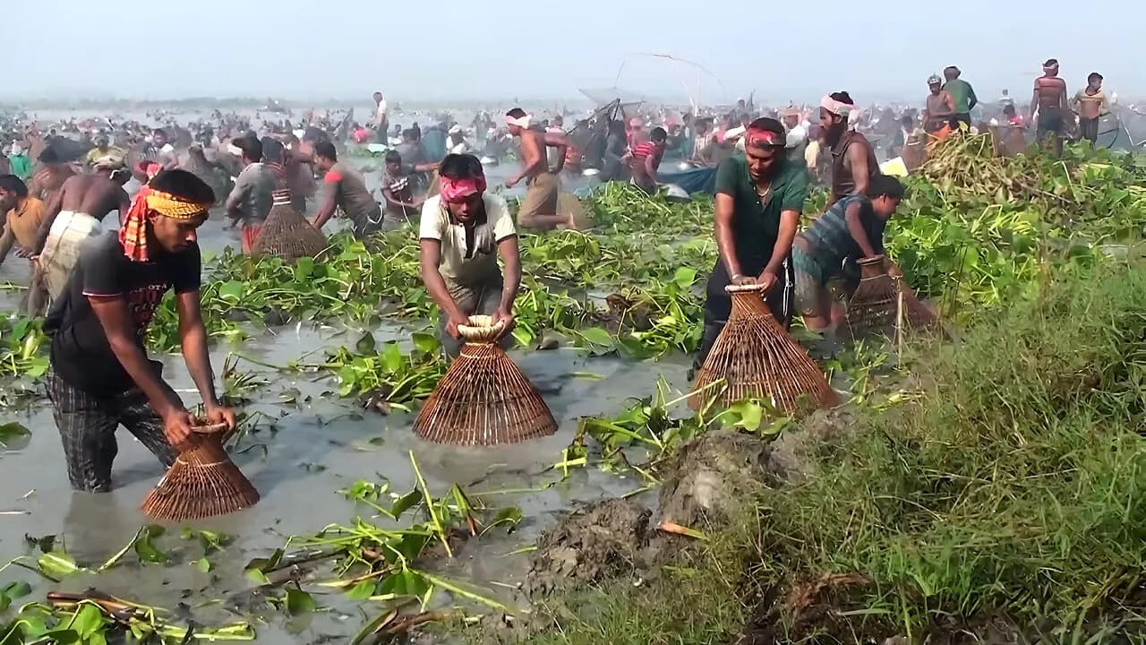 চলন বিল — ছবি