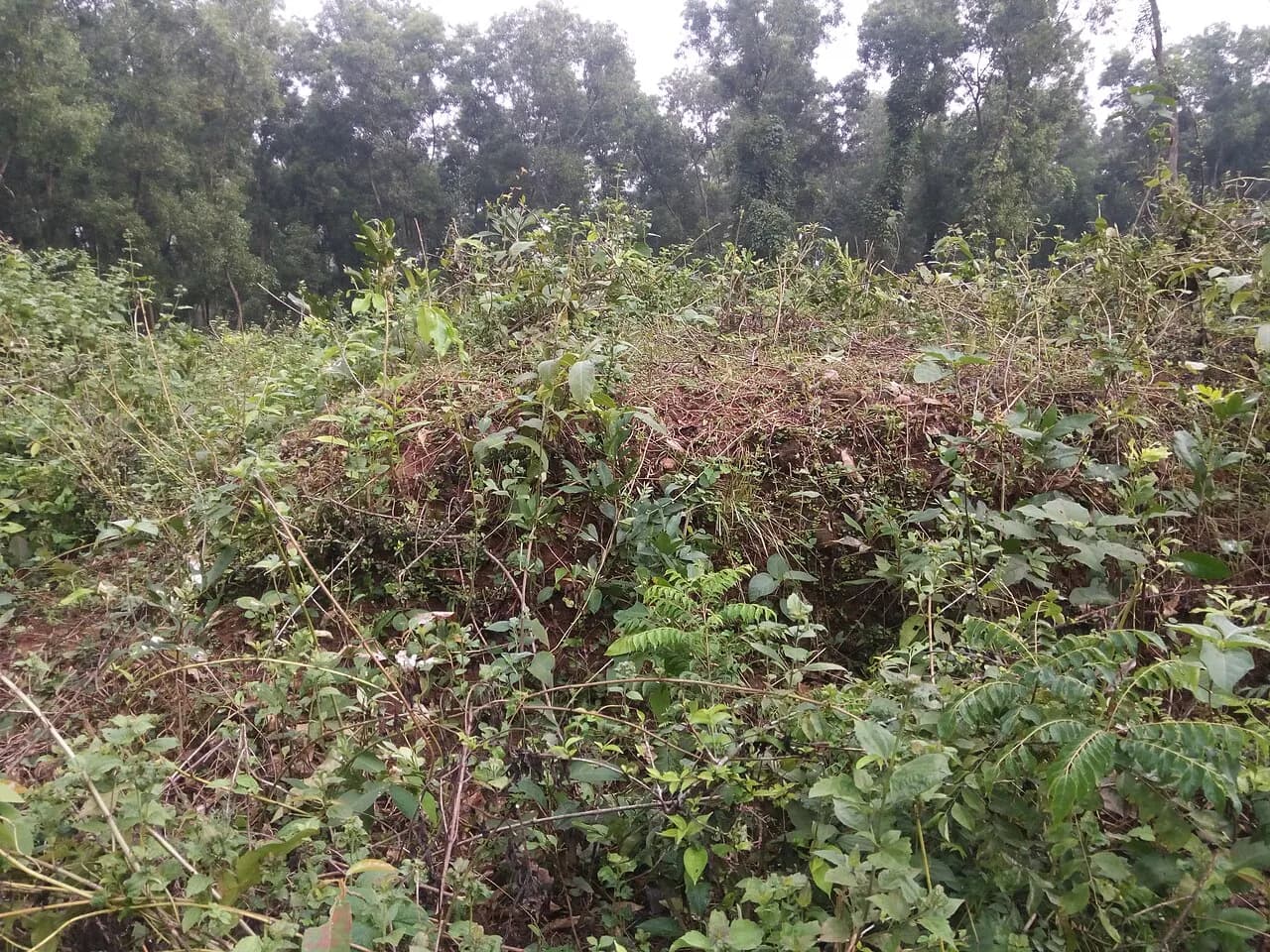 চাপড়াকোট ঢিবি — ছবি