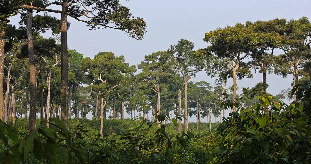 মেধা কচ্ছপিয়া জাতীয় উদ্যান — ছবি