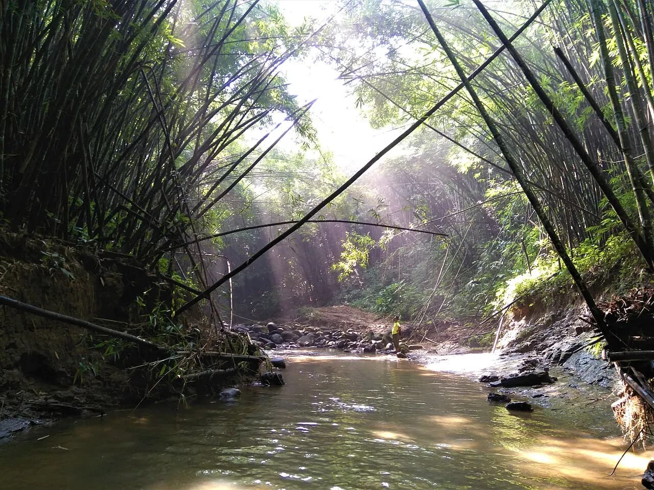 রাজকান্দি সংরক্ষিত বনাঞ্চল — ছবি