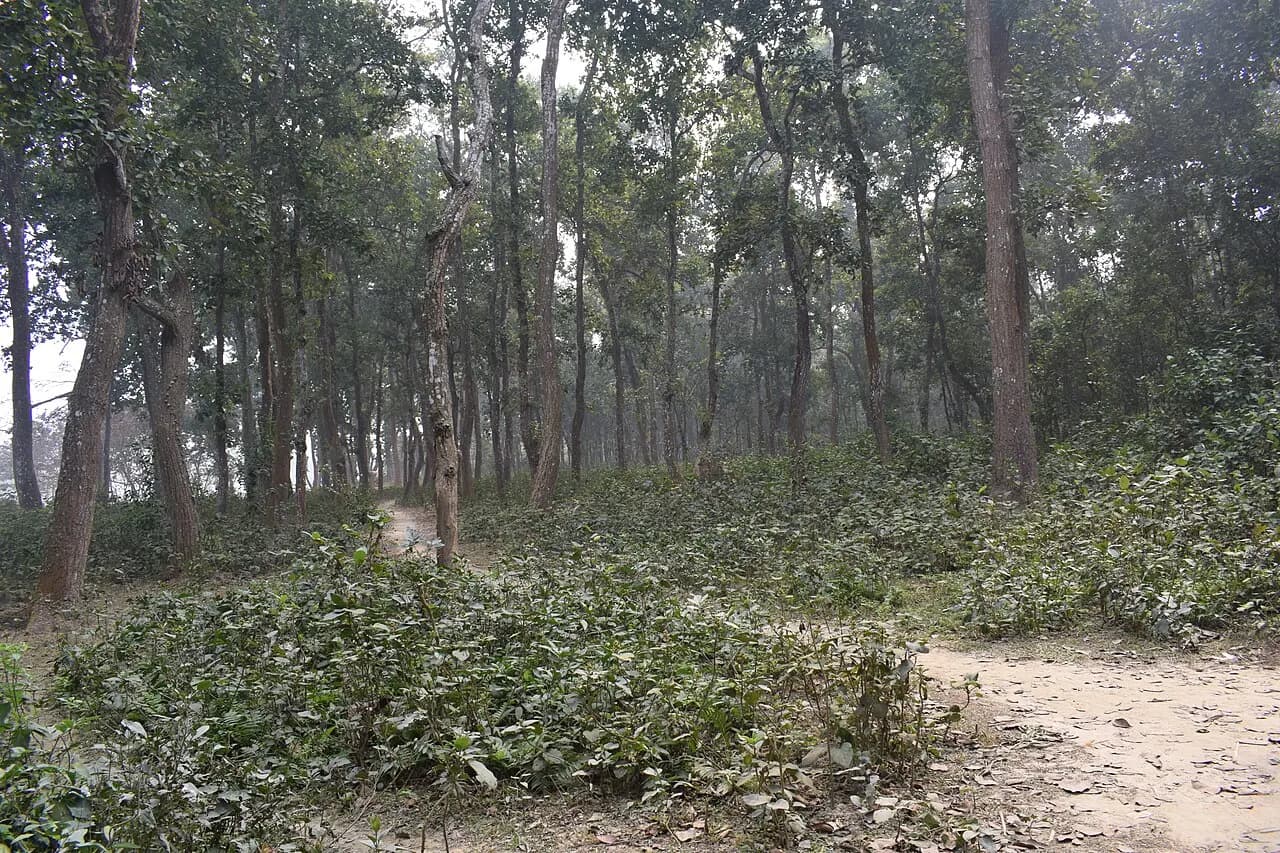 Singra National Park — photo