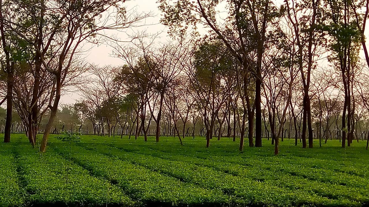 তেঁতুলিয়ার চা-বাগান — ছবি